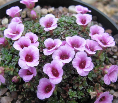 Saxifraga 'Allendale Betty'